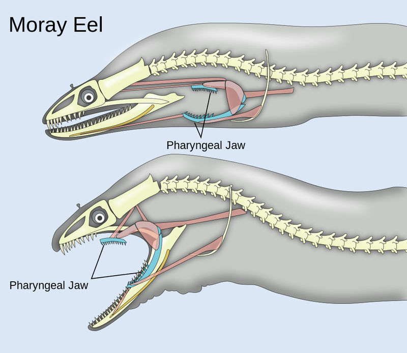 Illustration for article titled Did you know moray eels have secondary jaws just like Alien xenomorphs?
